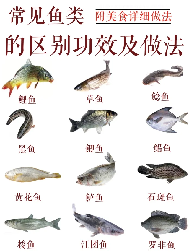 常见鱼🐠的区别功效及做法‼️附详细说明