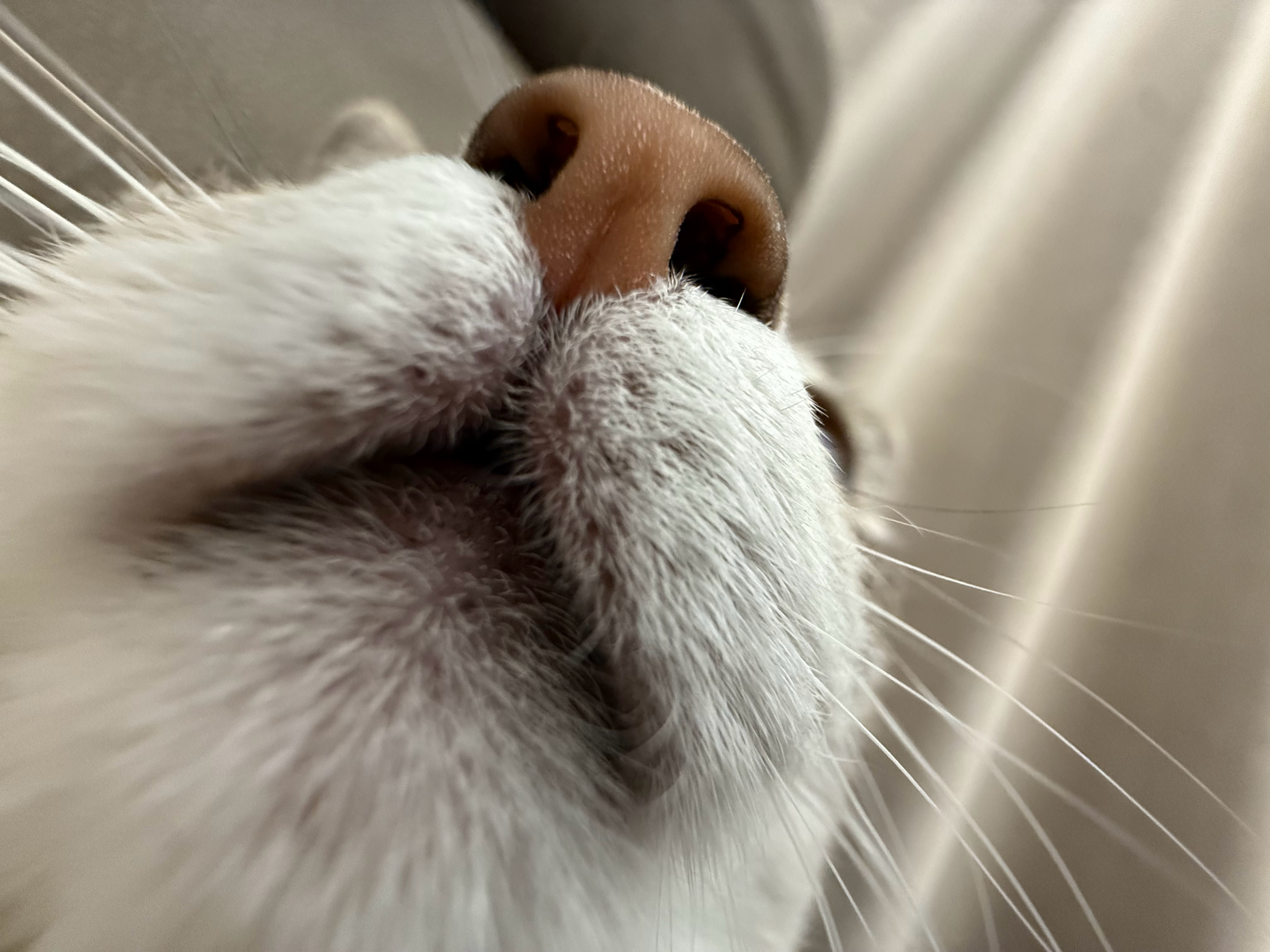 早安来自没刷牙的宝的臭嘴亲亲 