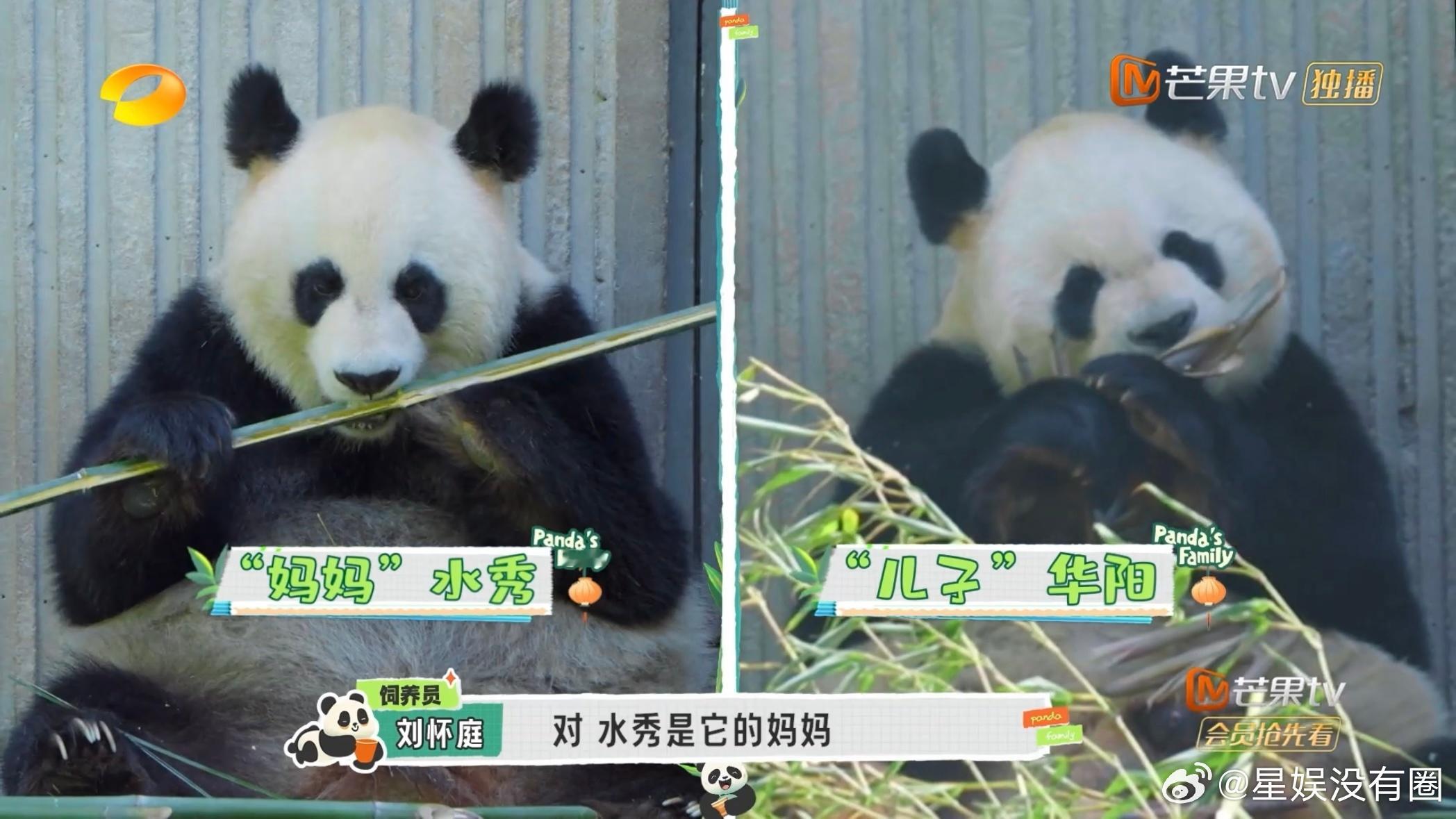 #鑫鑫崽族谱扒出来了# 本期给我们带来了不少惊喜，族谱都被扒出来了，原来是华阳的