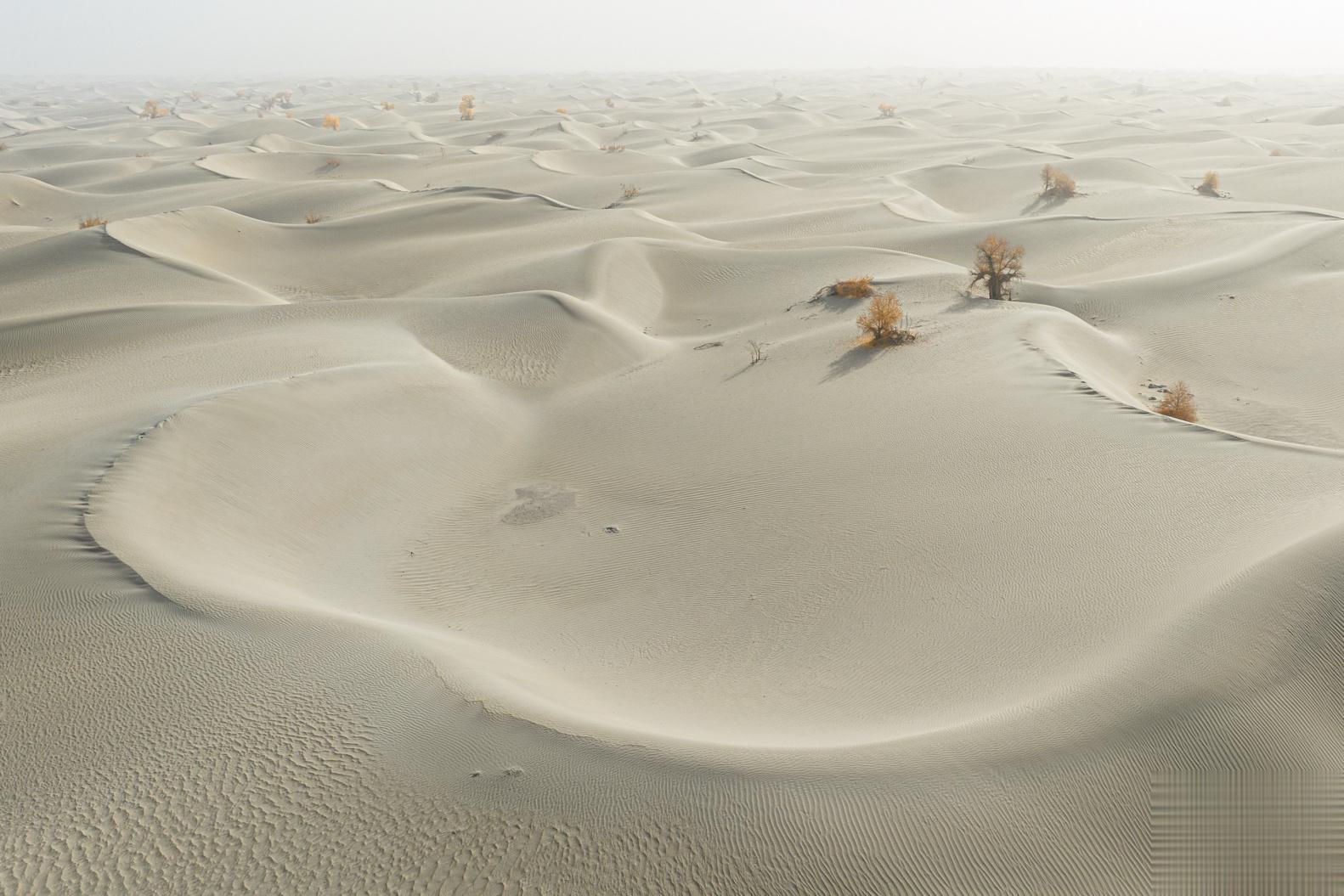 一眼望不到边 新疆｜塔克拉玛干#大美新疆#  