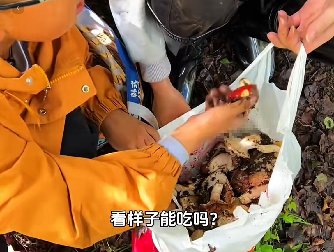 现在捡菌子都成网红项目了，一对情侣跟风上山，起早贪黑薅了十多斤菌子，还拿 AI 