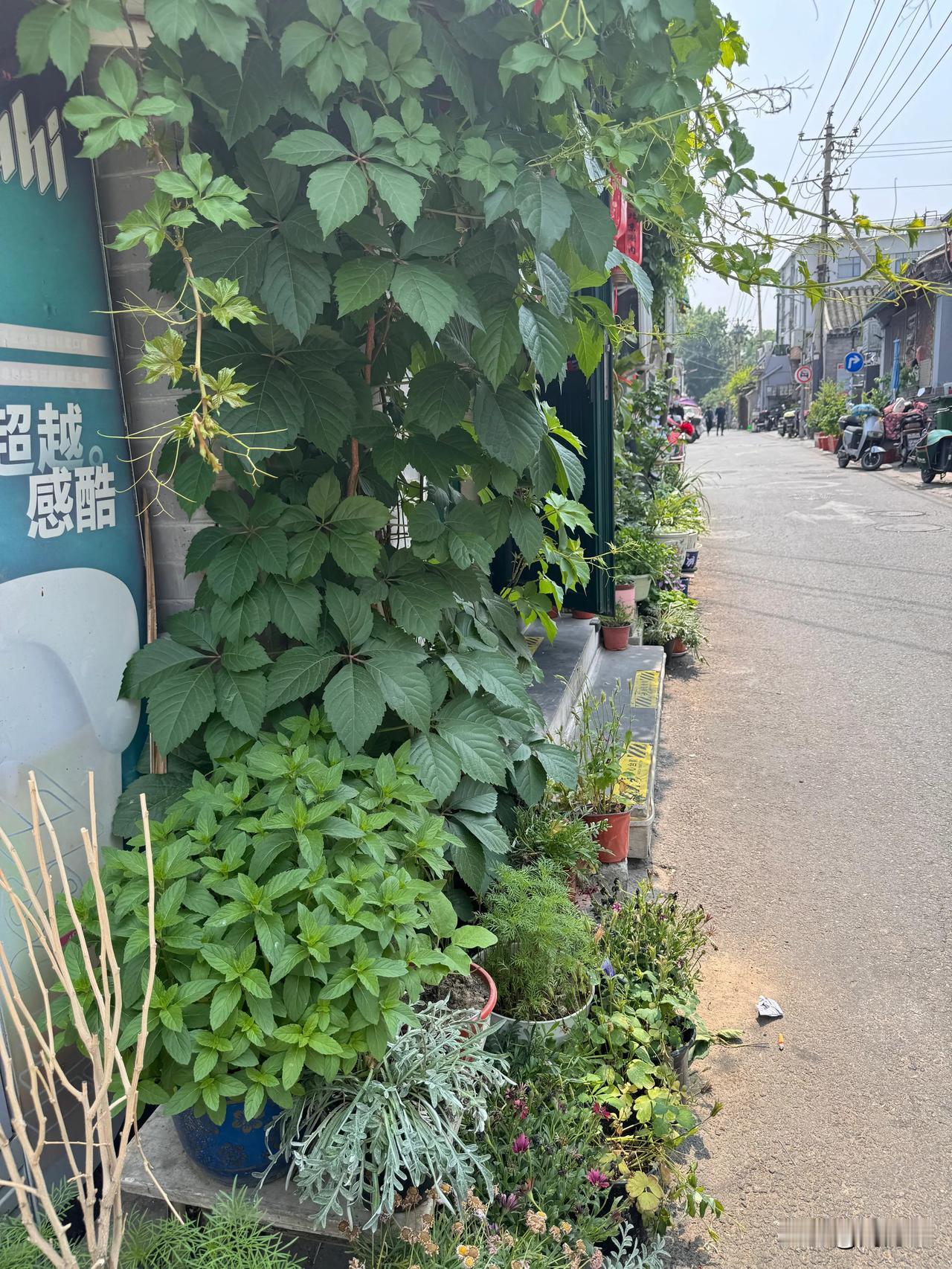 五一刚过，又是一波病毒，一家4口感冒，盖2床被子都冷，从头到脚不停地出汗，出汗的