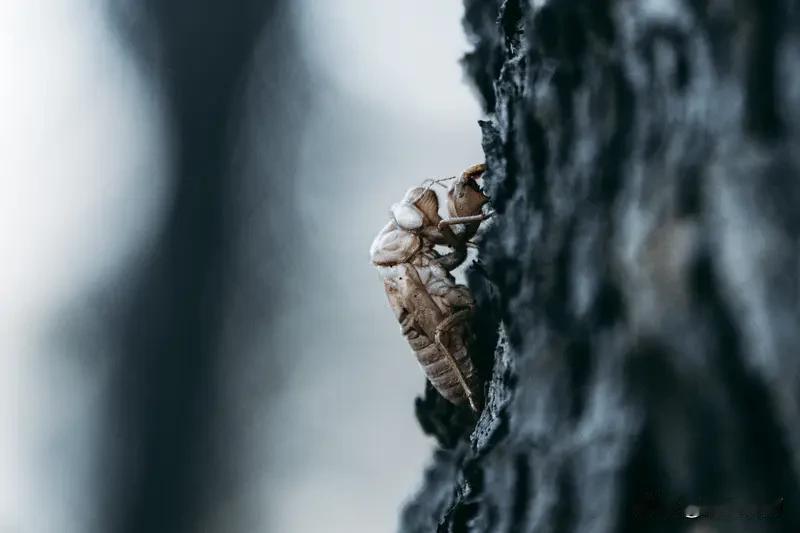 纵使繁华转瞬即逝
 连日暑气蒸腾，整日待在空调屋内，总觉得闷得慌。待到傍晚，夕阳