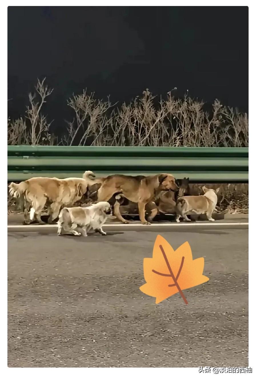 长春那七只狗顺利回家的后续来了！

原来，这7只狗都是一个屯子里的，品种有德牧、