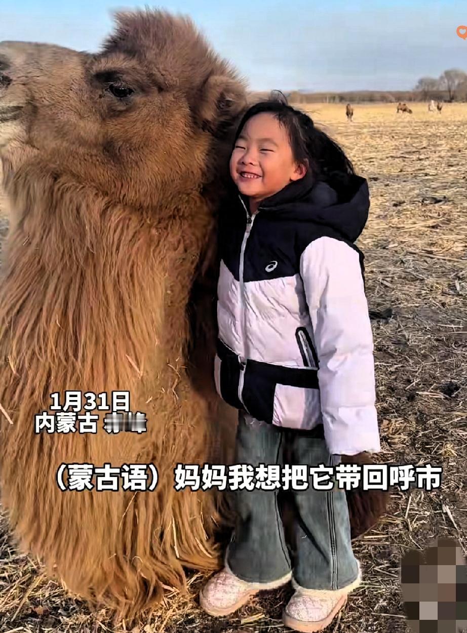 太治愈了！

赤峰小姑娘回姥姥家，竟迷上家里的大骆驼，软萌娃遇上温顺驼，这画面真
