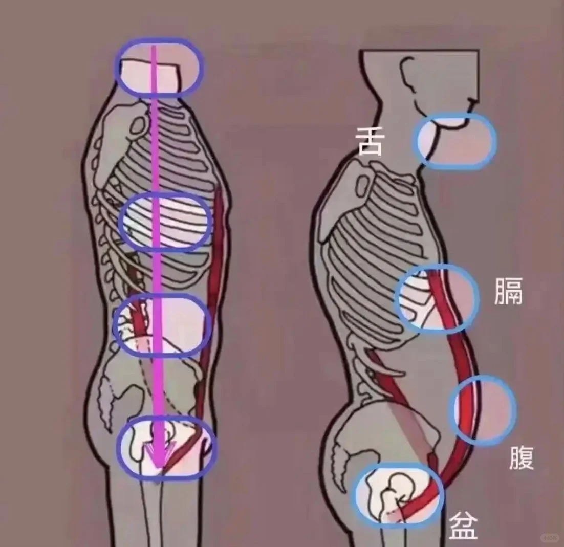 谈谈“脏腑下垂该怎么办”