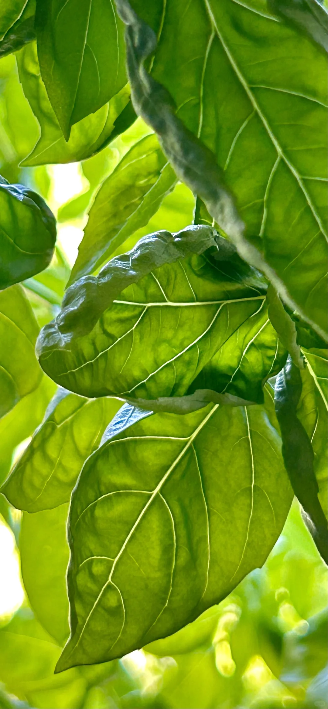 罗勒｜墙纸｜种植·分享