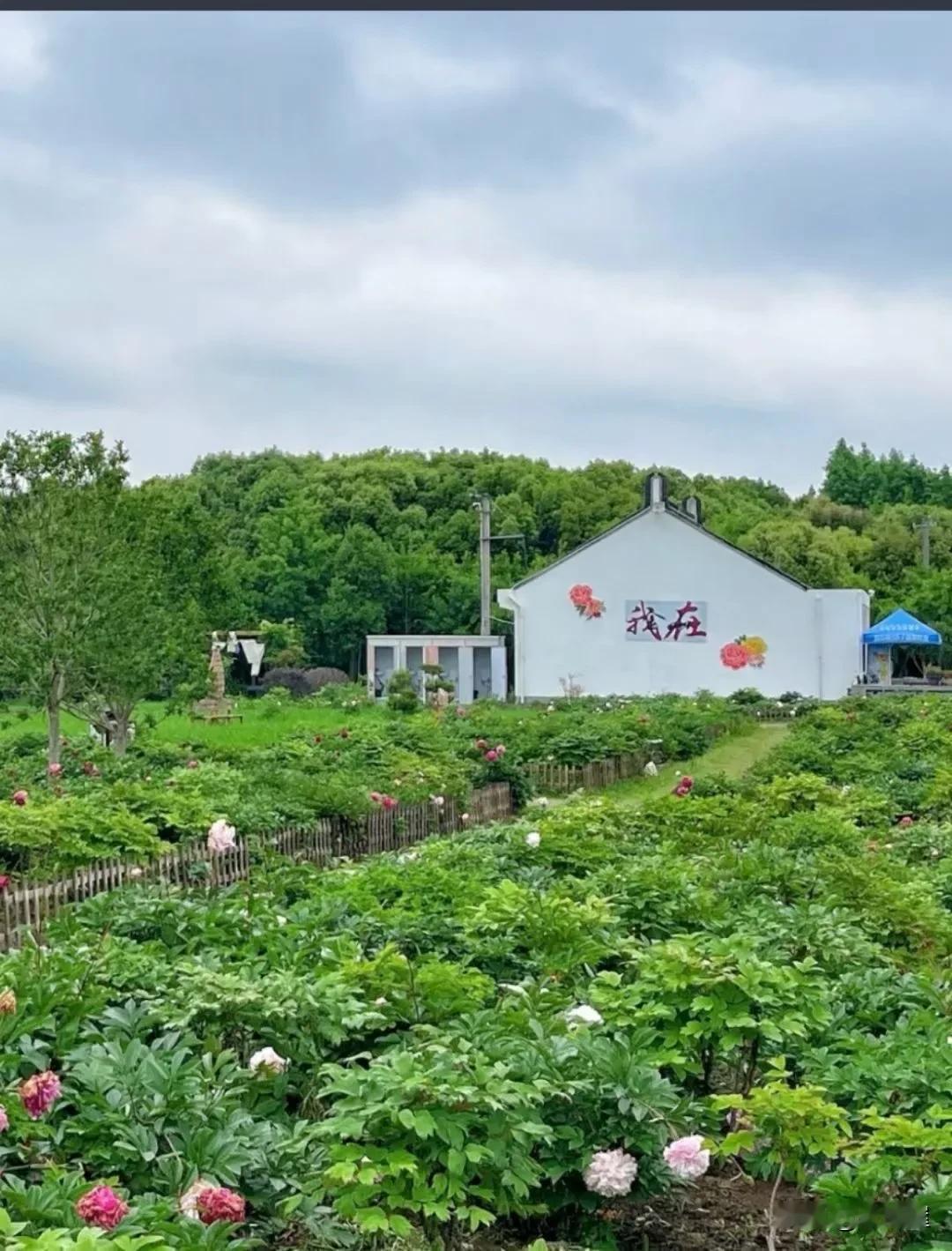 上午给自己泡了一壶肉桂，这是岩茶，岩茶比较浓，香味比较重，不是清香，而是一种烘焙