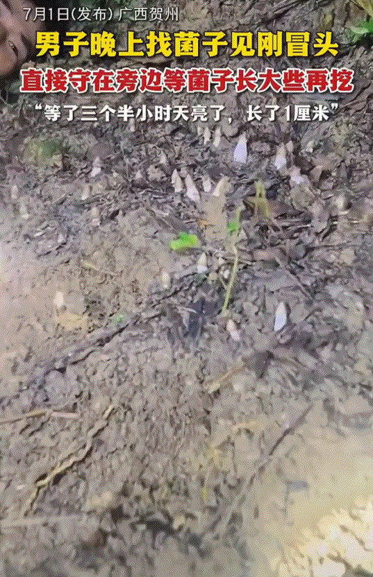 笑不活了！广西贺州，一男子和同伴晚上上山找菌子，不料男子运气特别好，竟突然发现一