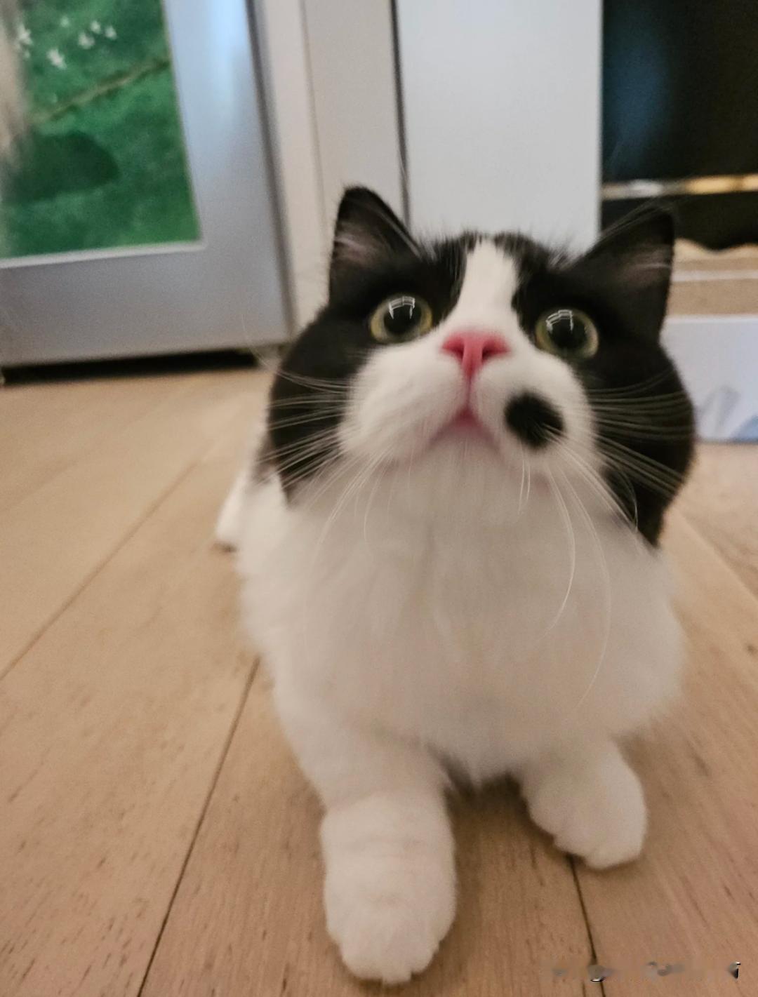 [爱慕] 啊～是“媒婆猫”啊！
各位，您家里有没有这种嘴角有“媒婆痣”的“媒婆猫