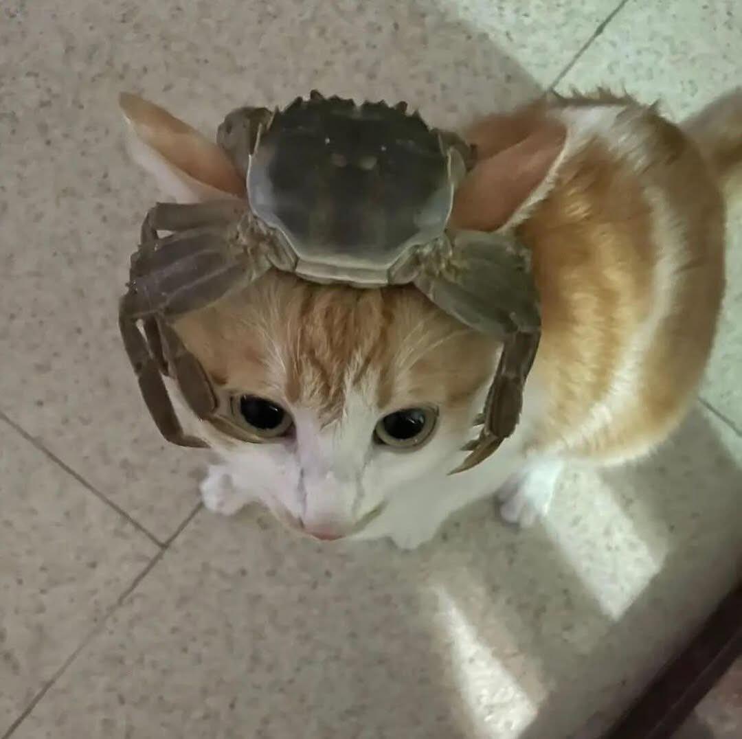 猫猫：蟹bro ​​​