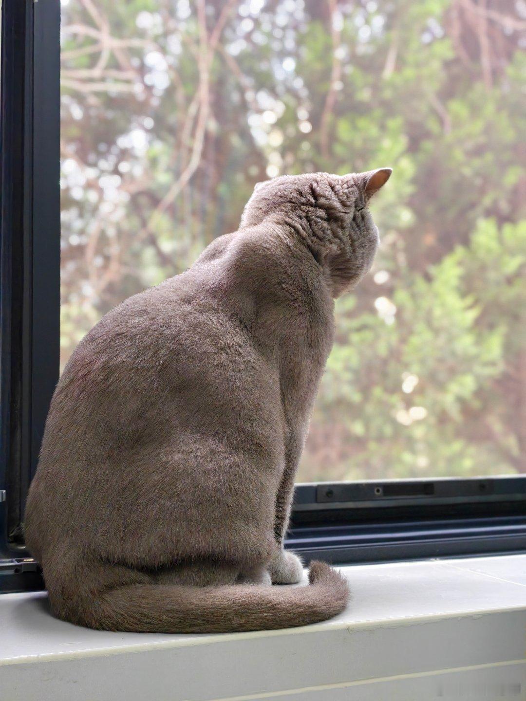 不敢对猫乱说话了我感觉小猫真得听得懂。我说你为啥尿我枕头上，它眼神迅速躲开，走了