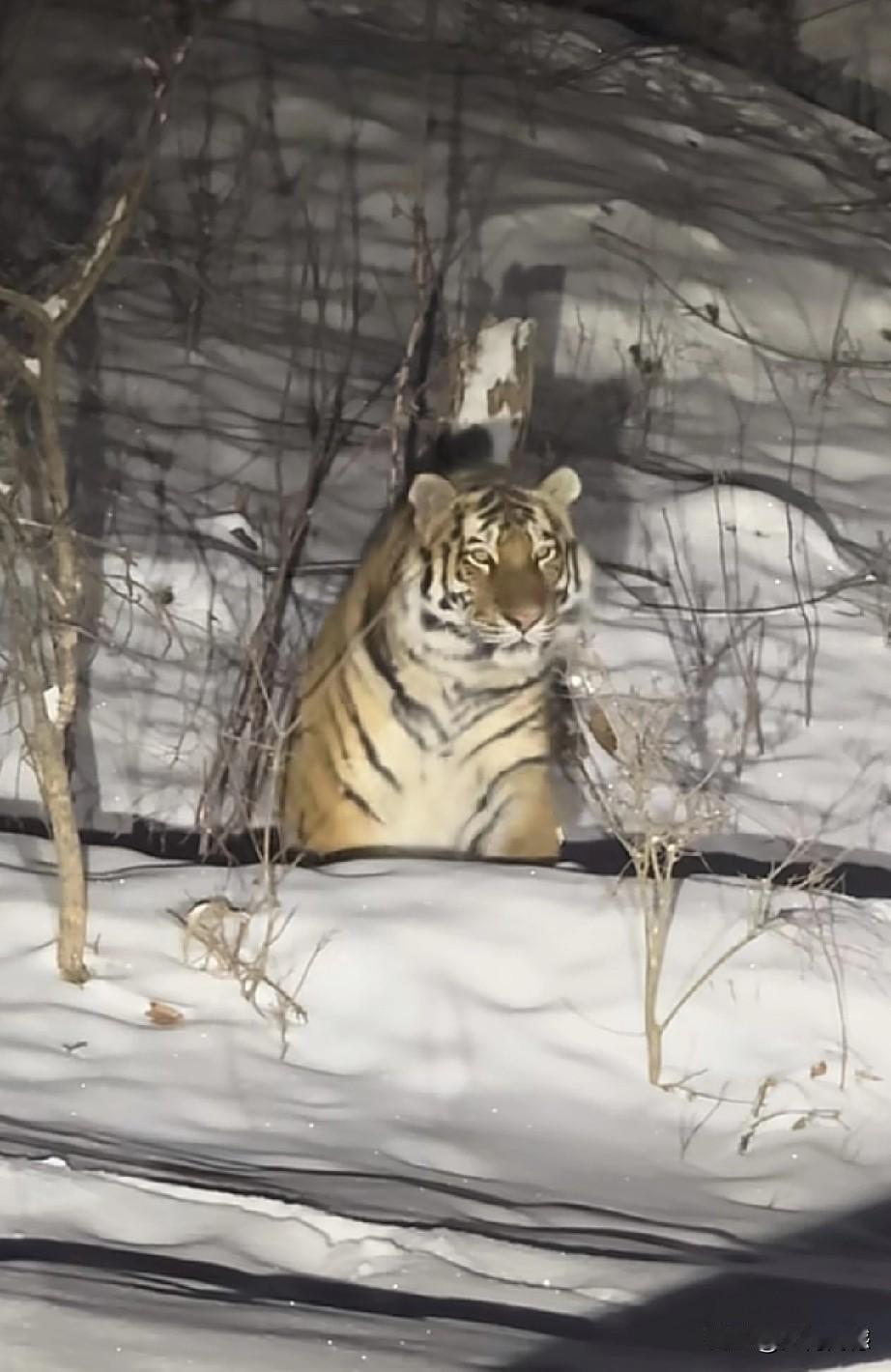 游人在东北又拍到了东北虎，这只老虎长的特别的大，身体非常健康，这说明它的食物来源