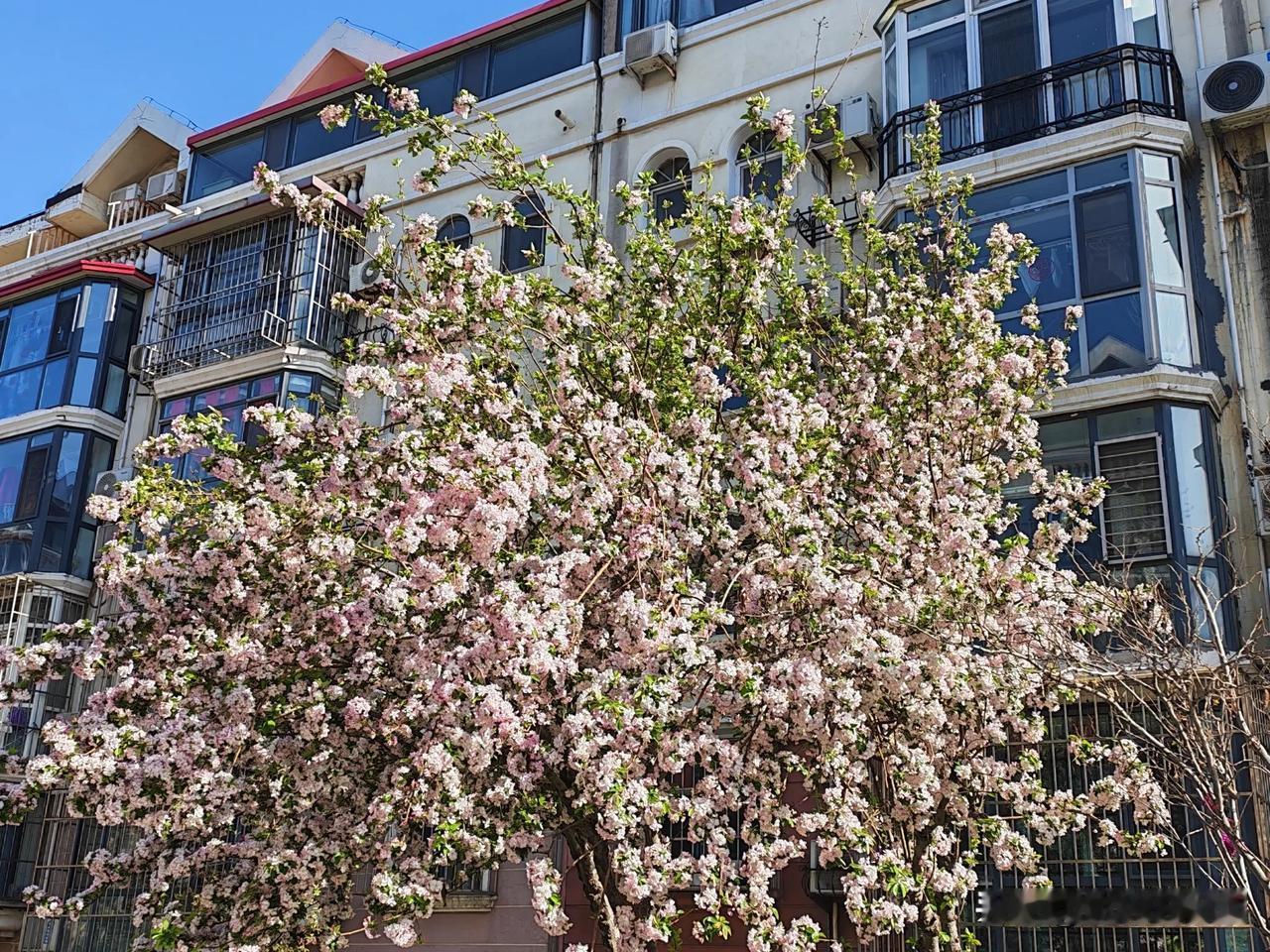 春季周末跑步打卡。
春光明媚，万物复苏的季节，
花香鸟语，草长莺飞白云飘。
