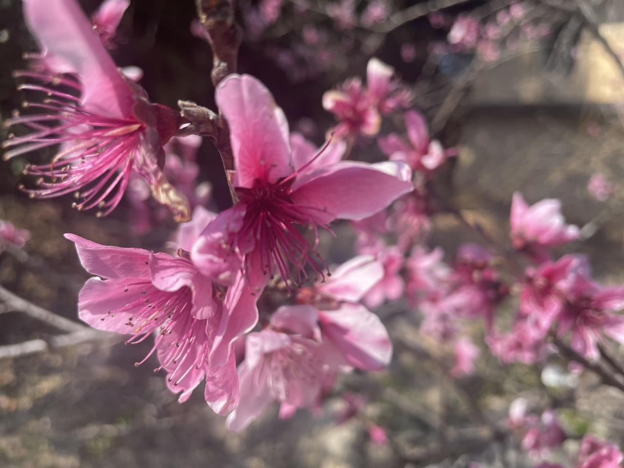 春桃

暖阳漫过枝桠，粉桃悄然绽放。花瓣轻颤，如蝶翼舒展，细密的花蕊缀着细碎的光