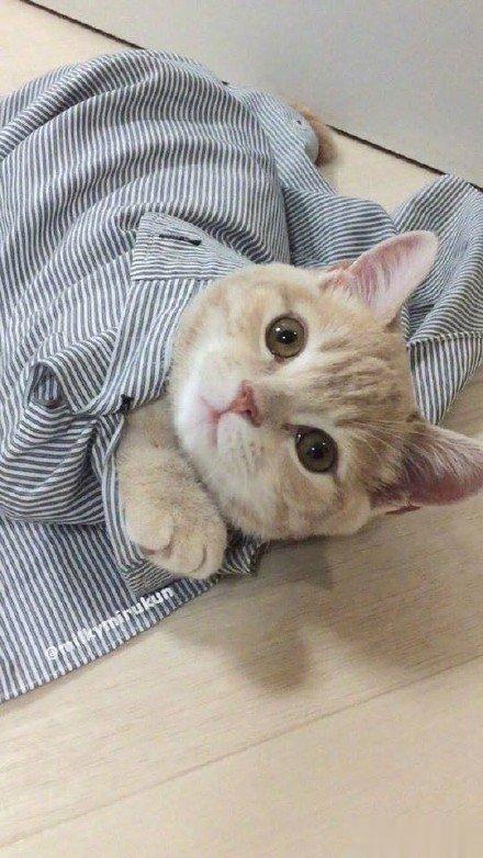 一只喜欢钻主人衬衫的猫咪，太可爱了​​​