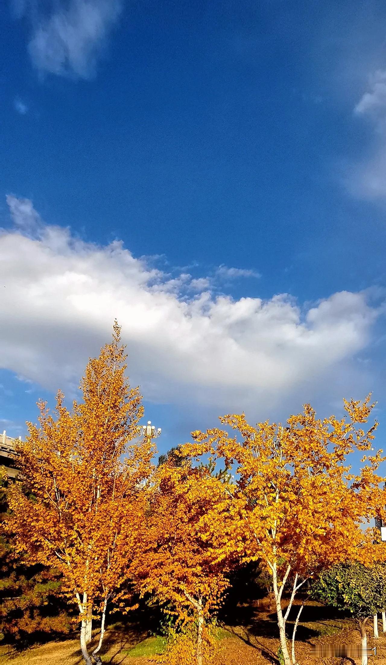 #秋天风景一起分享#（原创）
秋高气爽云☁️淡风清随手记录多彩秋色
