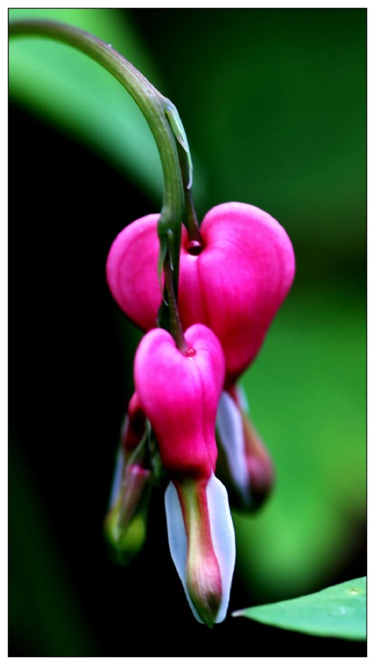 荷苞牡丹，《蔡司镜头拍摄》