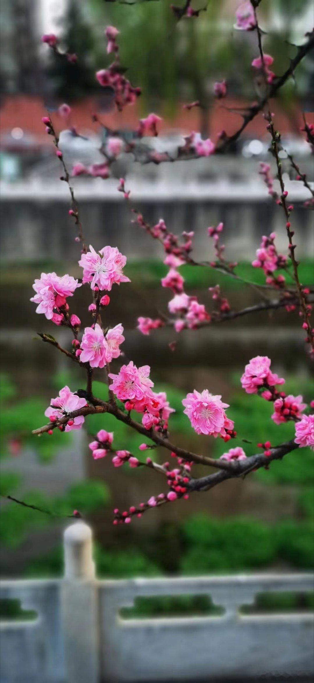 百花竞放，花香四溢，春天的花朵是大自然的杰作，无论何时何地，都让人感受到生命的美