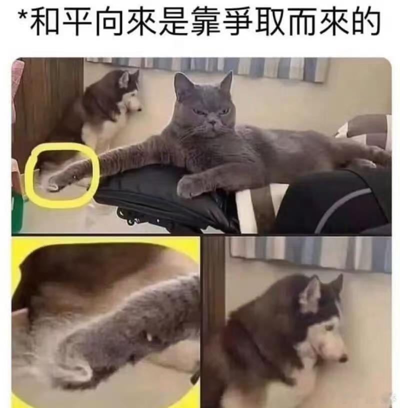 😾memes迷译图