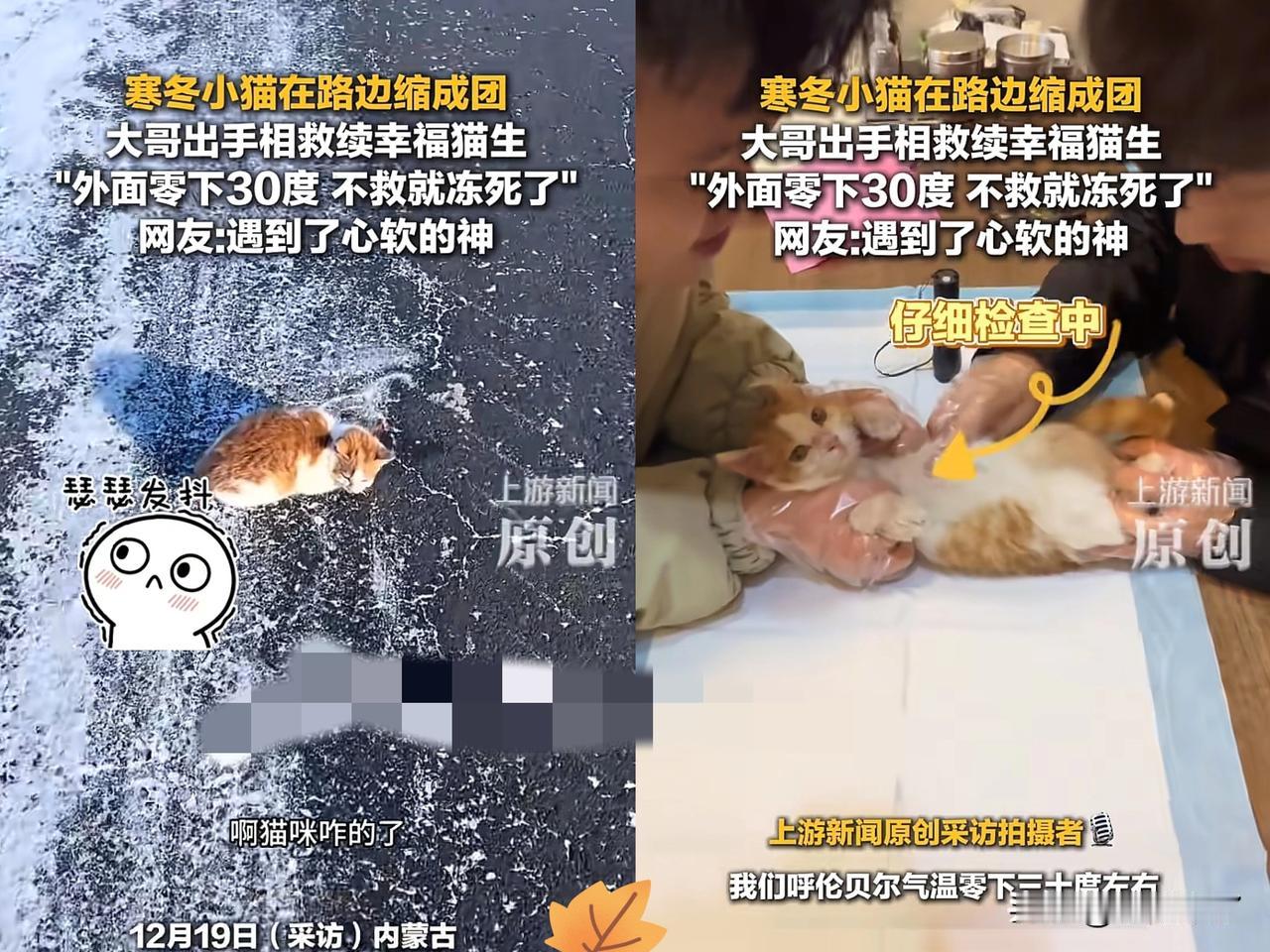 万物皆有灵性！内蒙古呼伦贝尔，男子开车在路上，看到冰雪覆盖的路面有一团毛绒绒的东