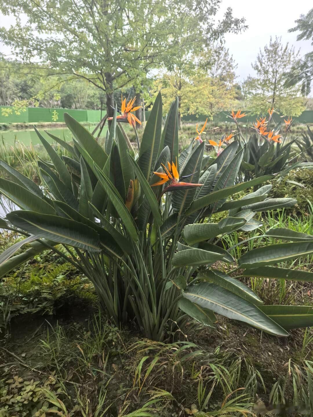原来天堂鸟还会开花会招待小鸟的花花你见过吗 谁能想到天堂鸟开花这么好看，身姿挺拔