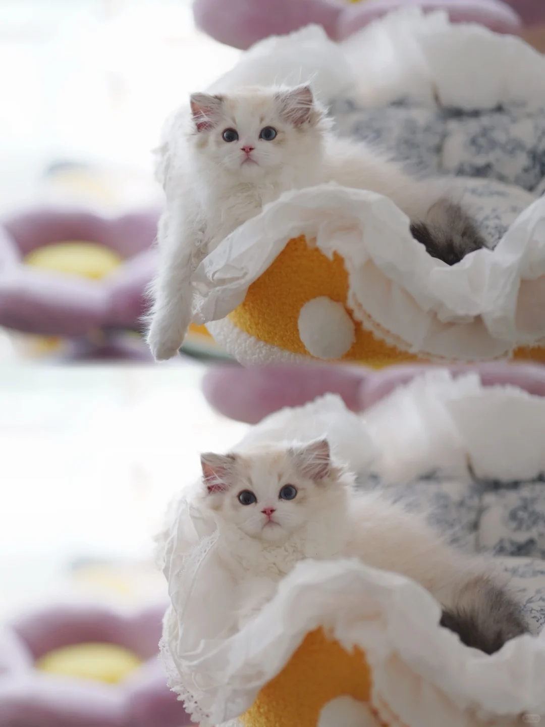 KERR布偶猫｜自留级的小可爱🥰