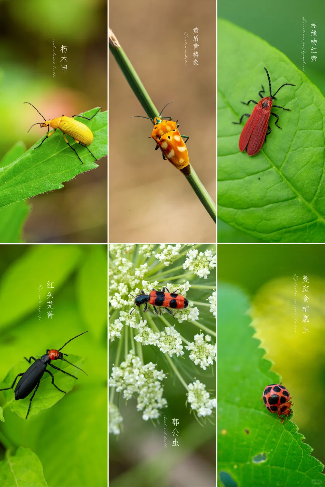 甲虫🐞|昆虫鞘翅目|第一季