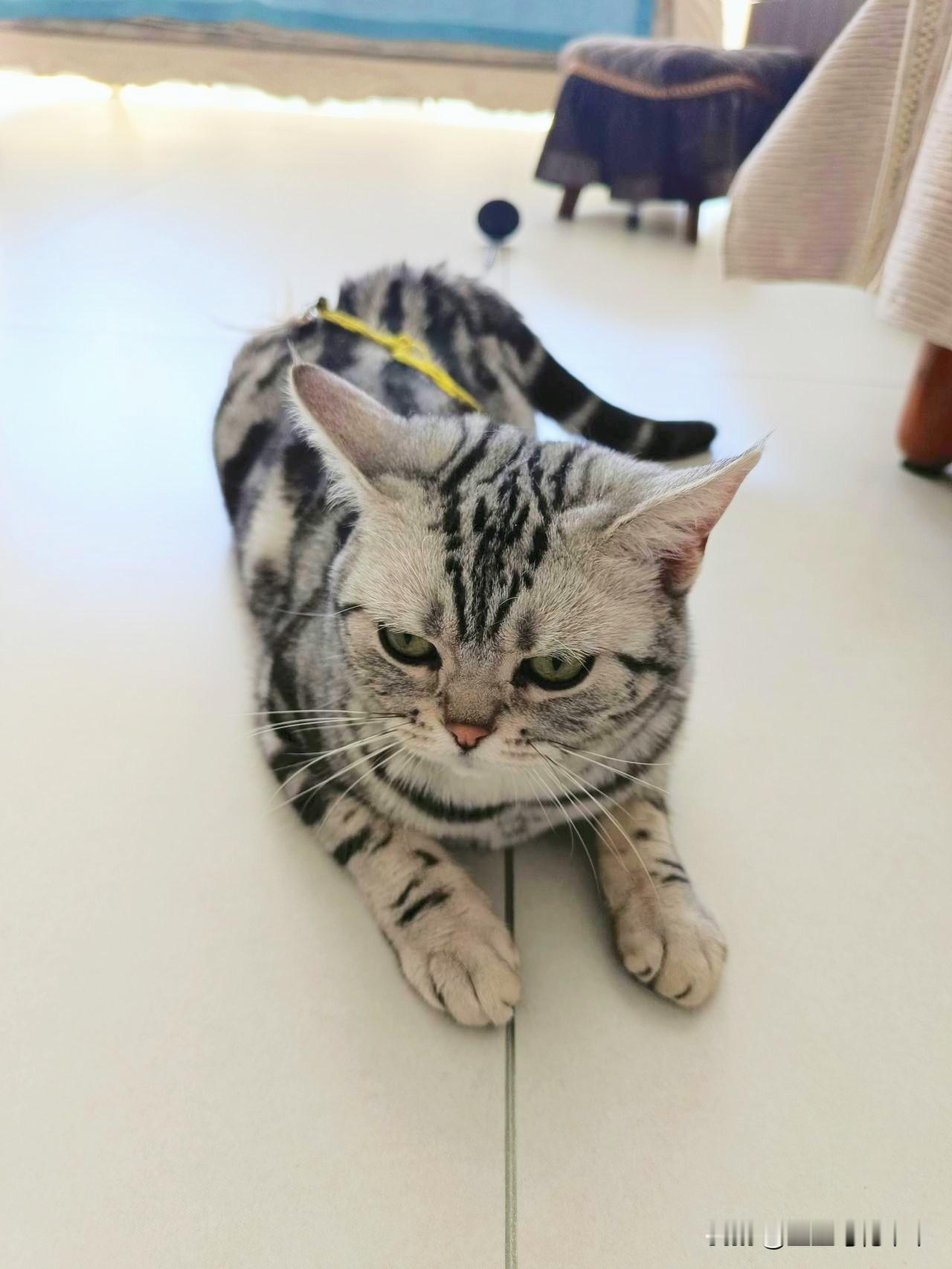 我家的美短猫有多聪明我是领教了！

家里的这只美短是只淘气的小母猫，它满身的花纹