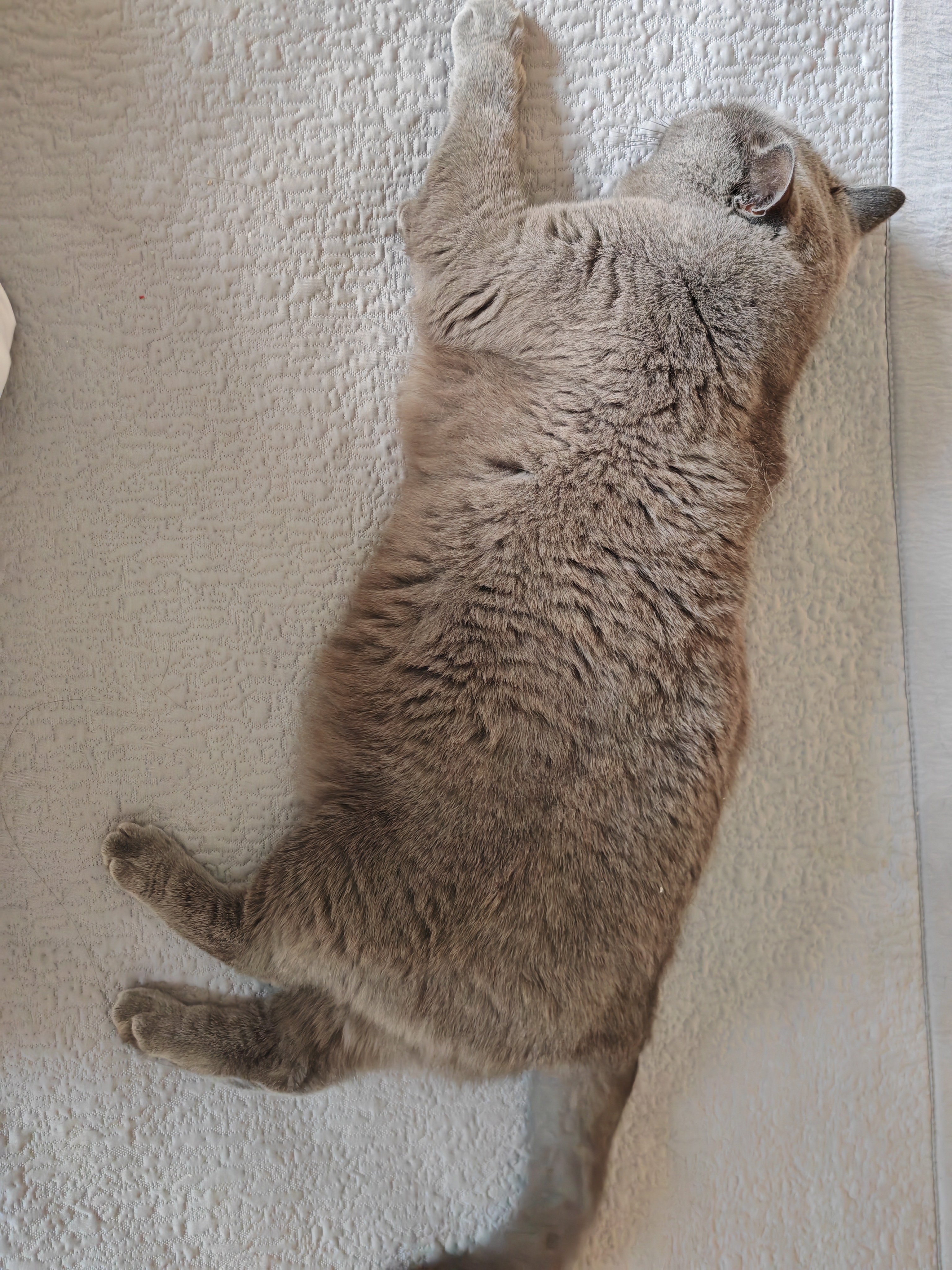 养猫是一个给猫附魅的过程。 