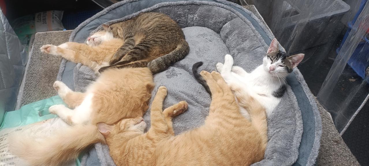 院子里散养的小猫真是太喜欢这种毛绒绒厚实的超大的猫窝了，睡的姿意张扬又安心！给自
