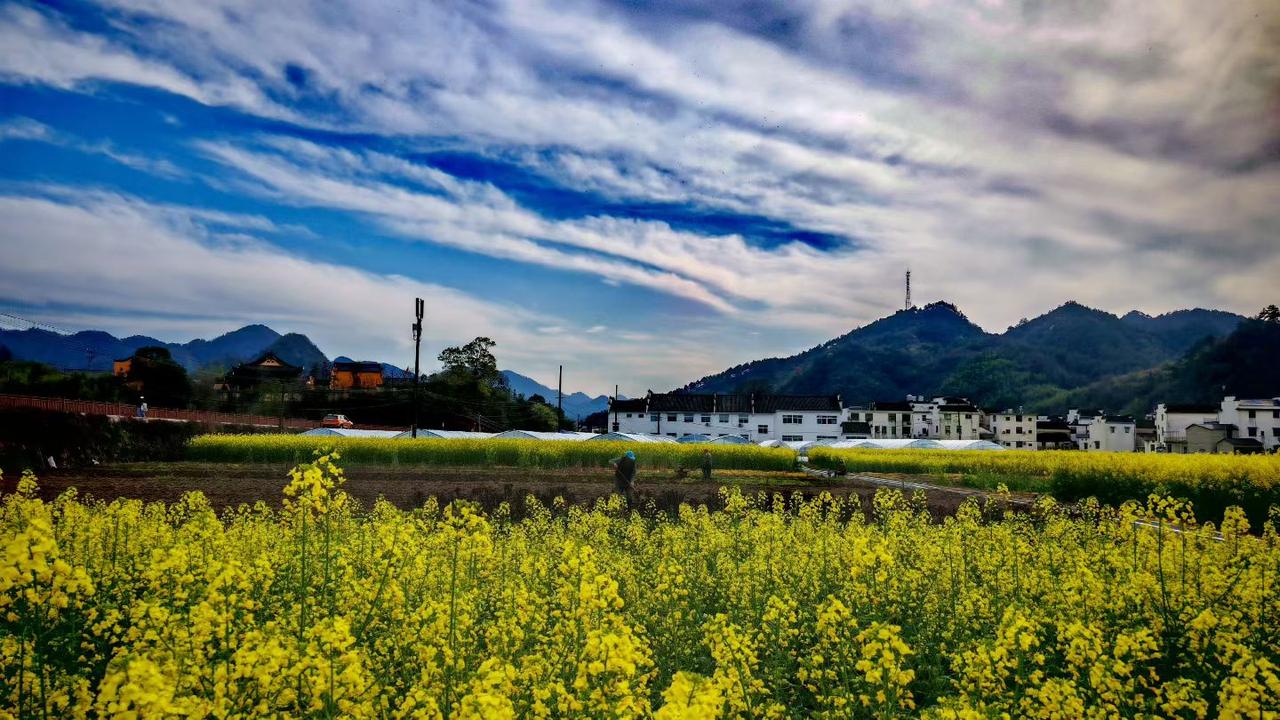 分享一下随手拍的风景漫山金黄染尽春风，远山含黛，云卷云舒，田埂上的身影，是藏在烟