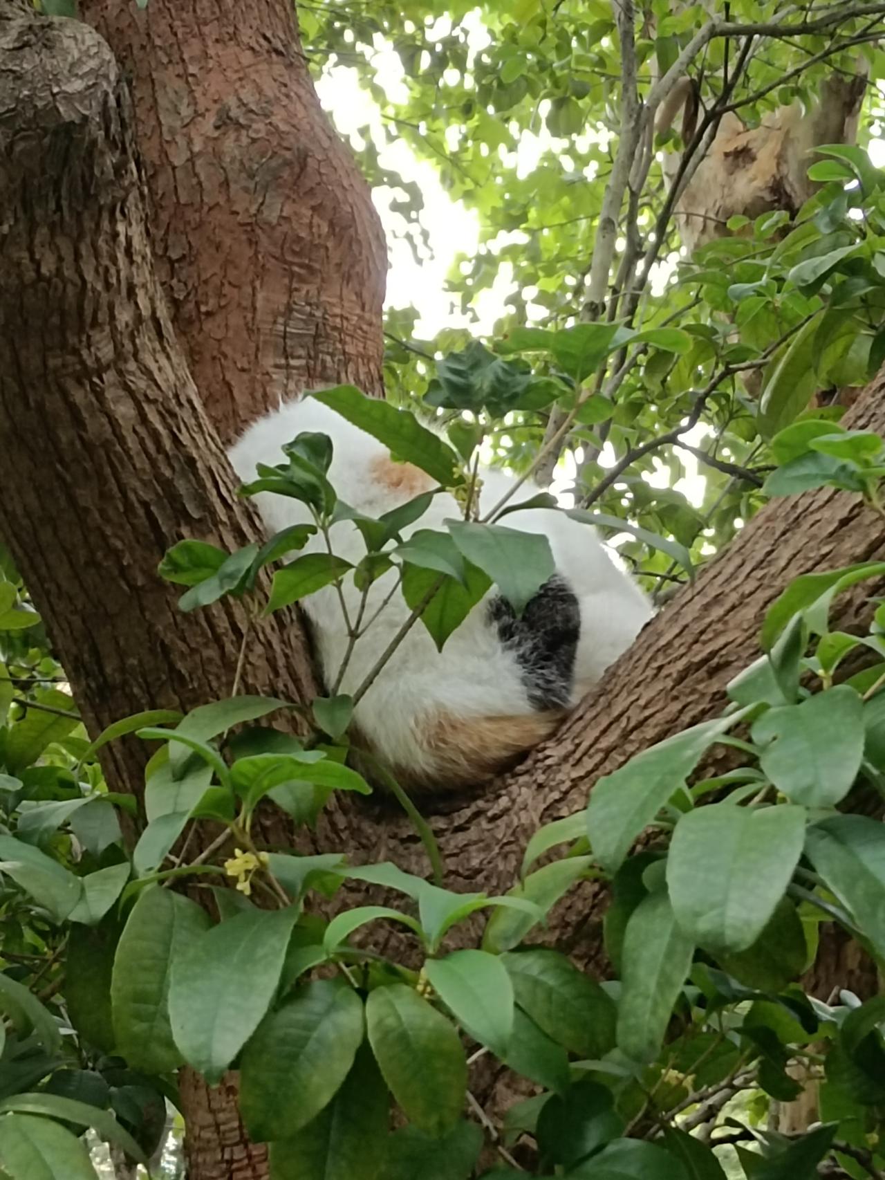 猜猜这是什么动物？

下面是凑100字：
当你把谎言当作是真理的时候，你会赞美它