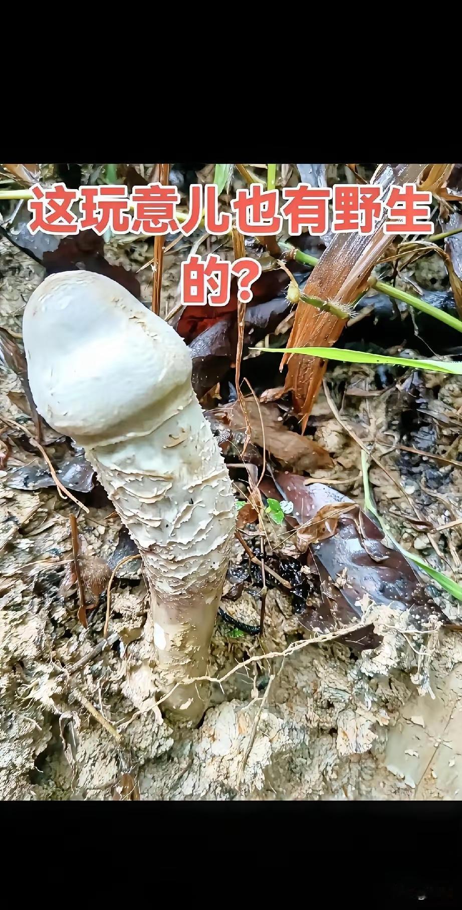 哇塞！竟有野生的！

平时见惯了人工种植的它，早已默认这是常态。谁料在野外偶然撞