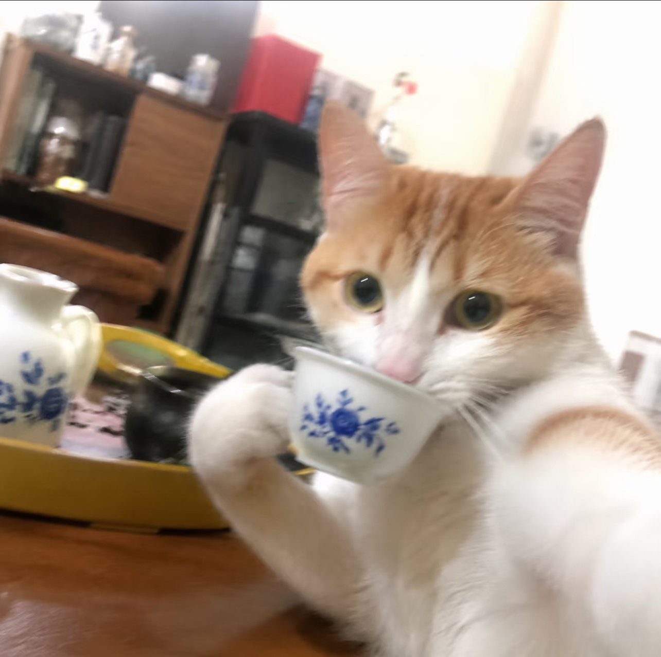 来泡茶哦 