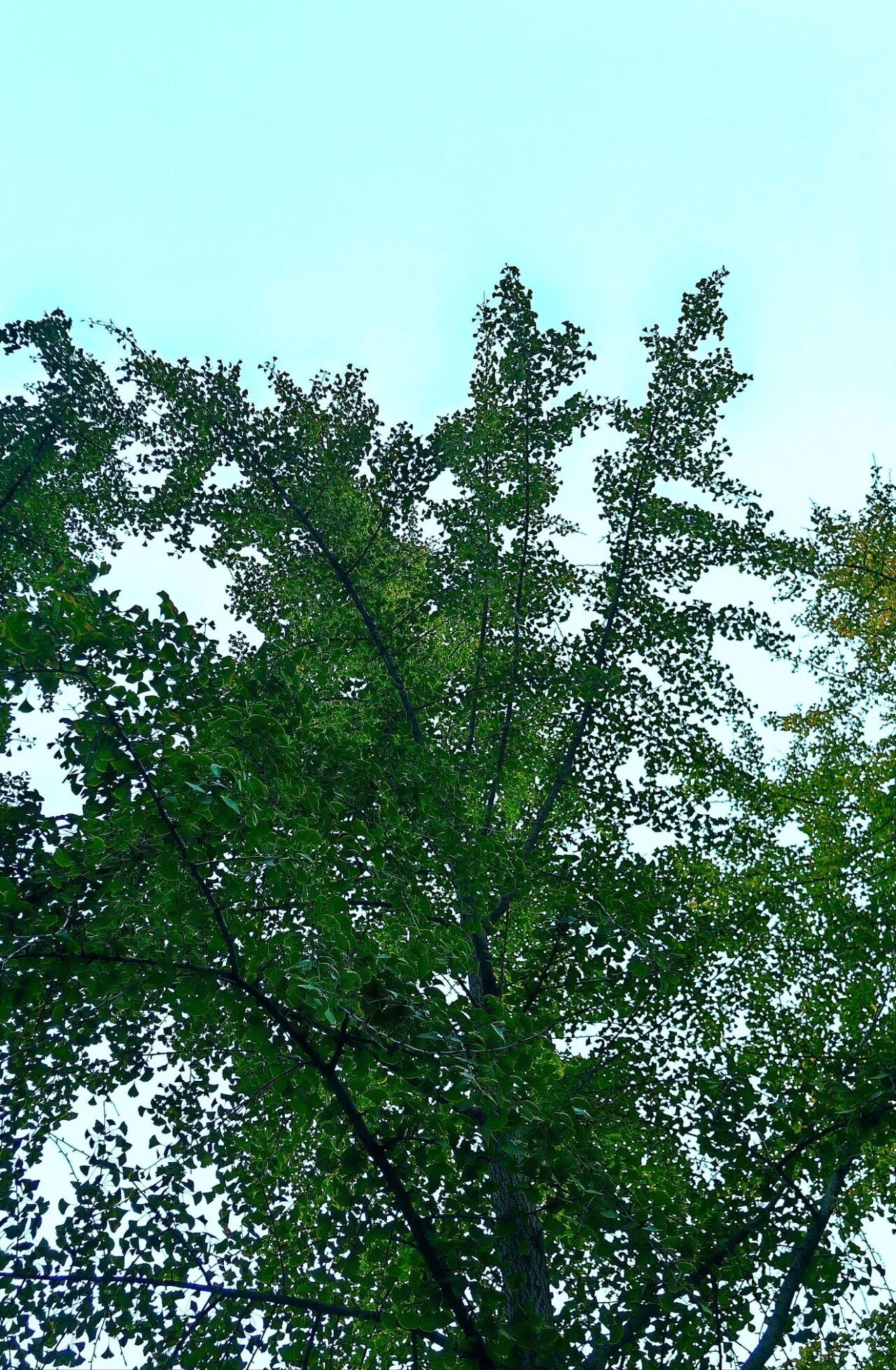 天净沙·忽已冬
翠叶犹忆秋浓，
百年秋意难同。
心事藏于岁中。
西风狂纵，
碎思