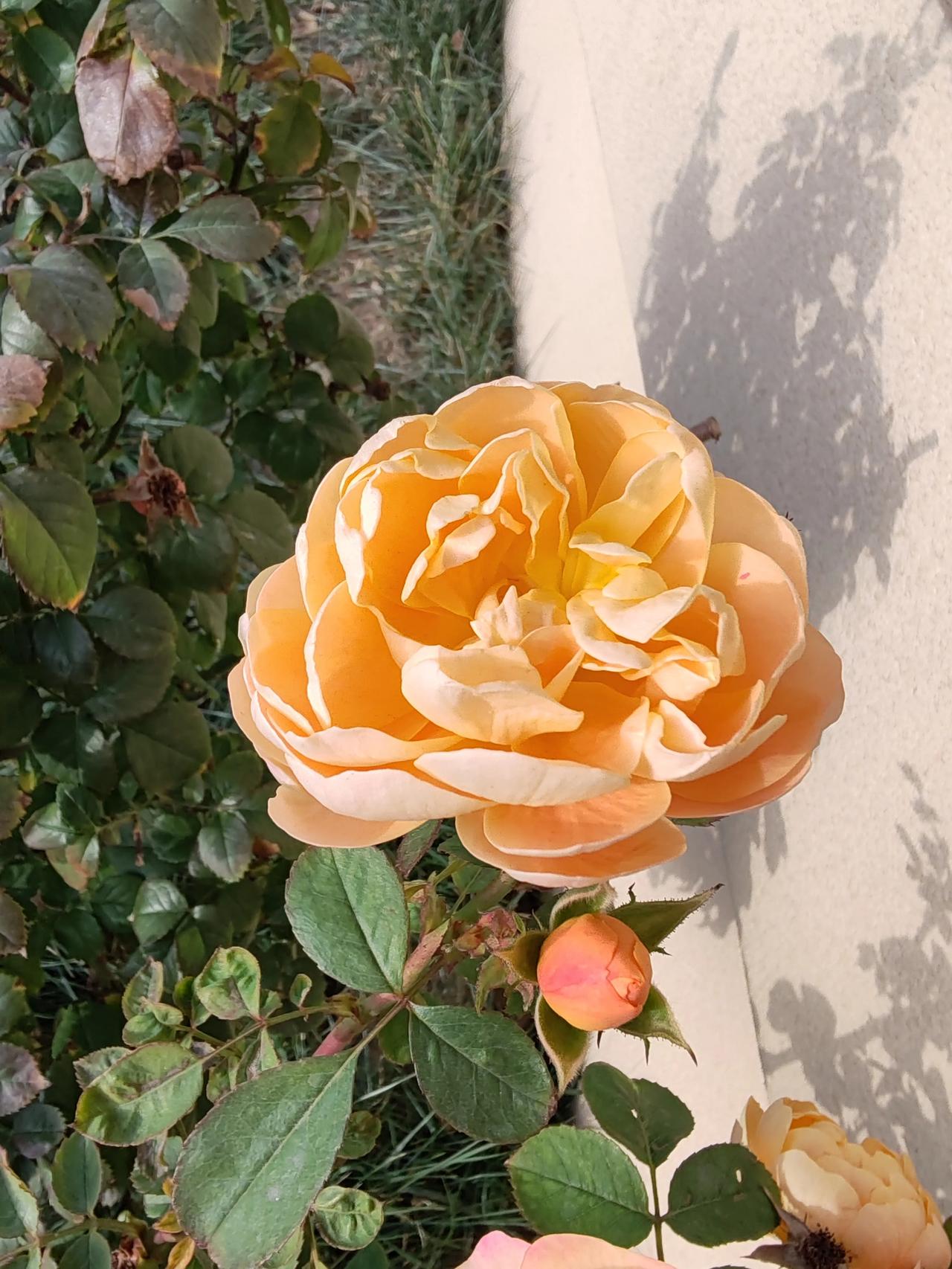 晒图笔记大赛美在冬天，