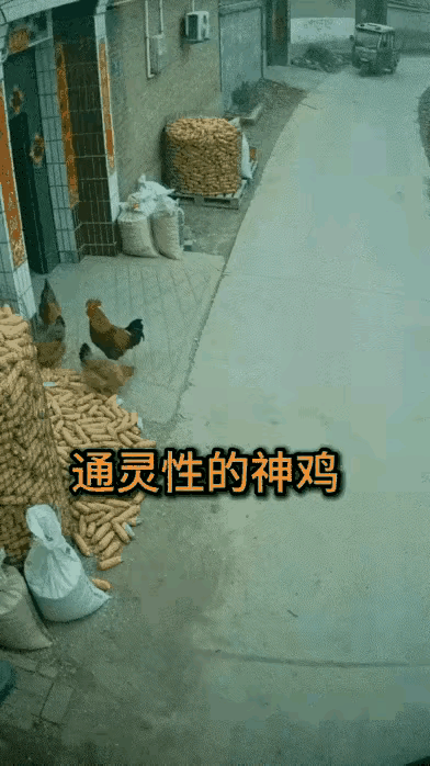 谁能想到，平平无奇的大公鸡，也能化身拼尽全力的守护者。
危险来临的那一秒完全没有