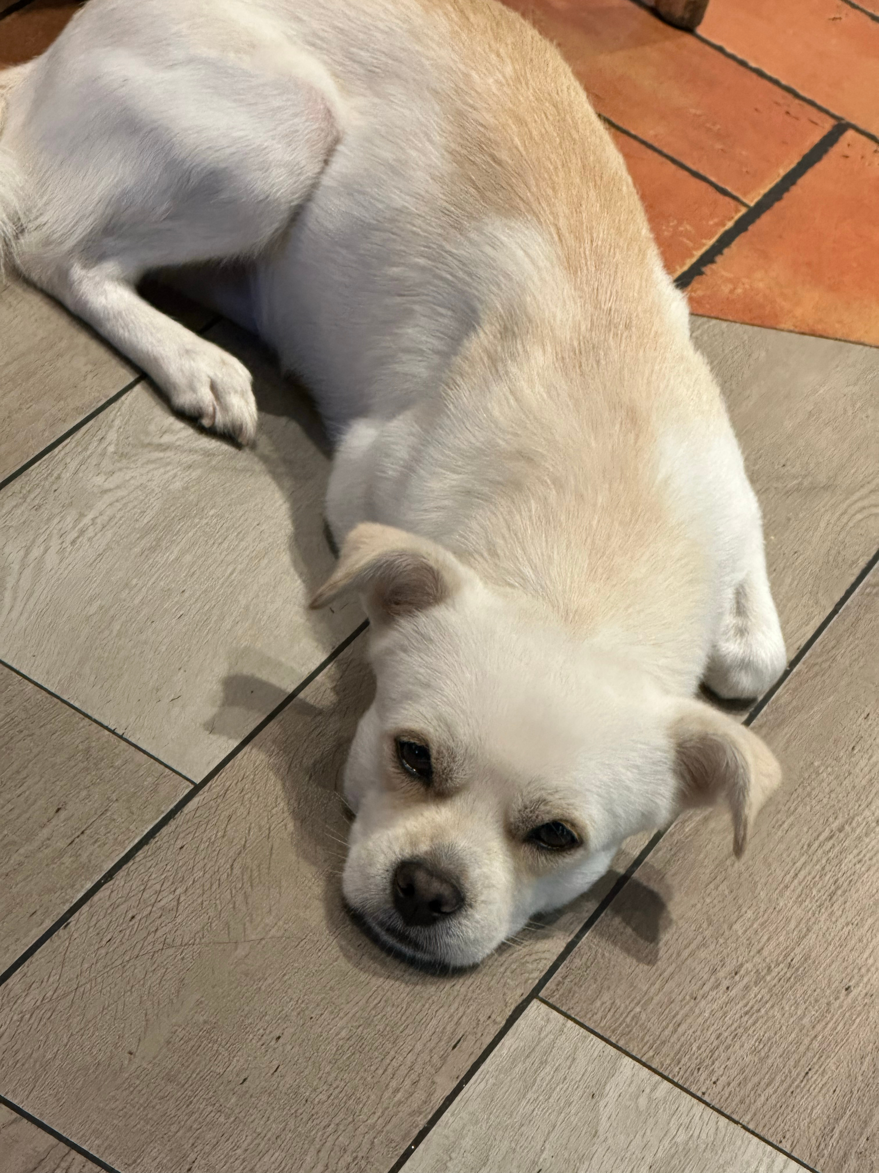 算了，看在这么可爱的份上。