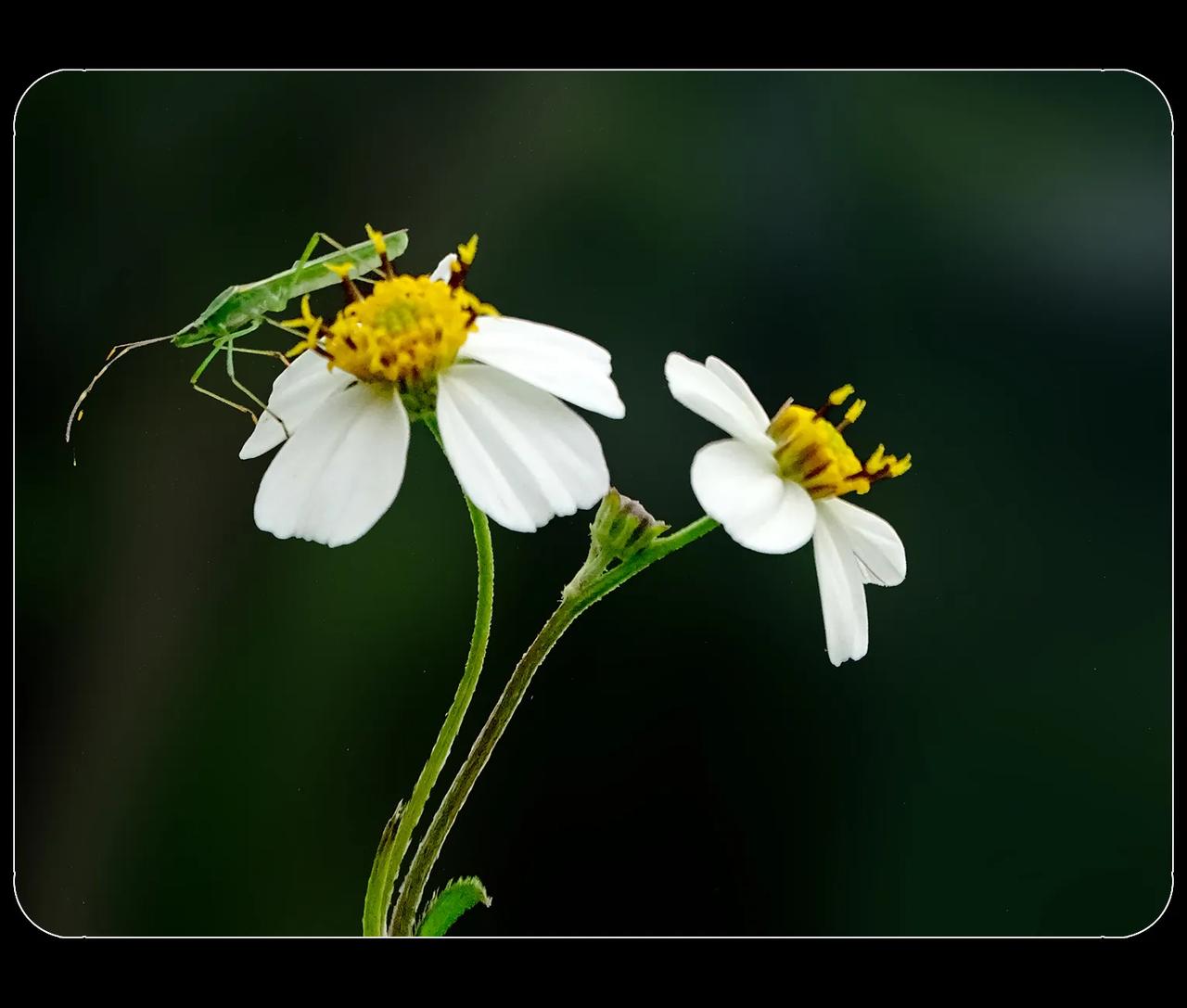 《花花草草》
散步也不能闲着，总得拍上一些图片，全凭运气。运气好时能拍上自己满意