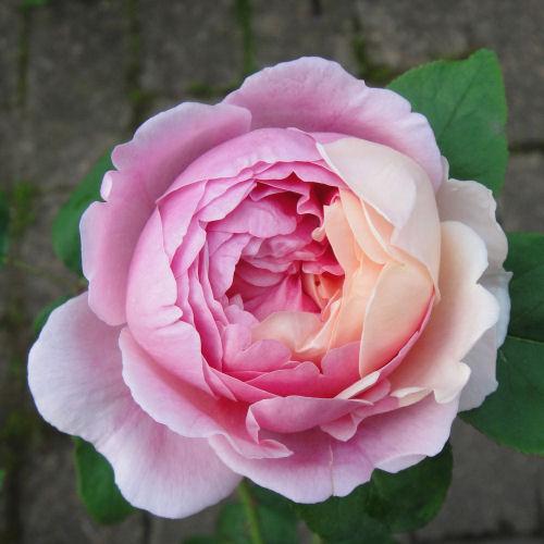 月季花🌸
花色艳丽
花朵优美
花姿柔雅
娇艳欲滴
美丽绽放
下午好[招财进宝]