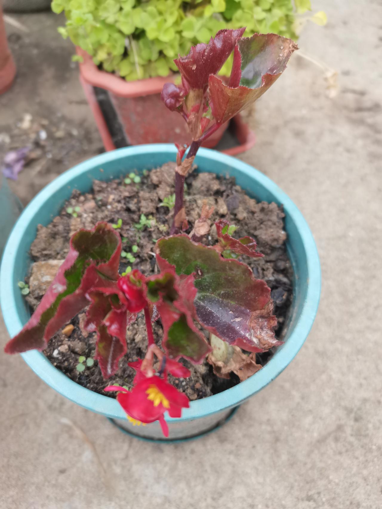 人们都说：无心插柳柳成荫！下面这几种花卉，都是随手一插便活，好养。