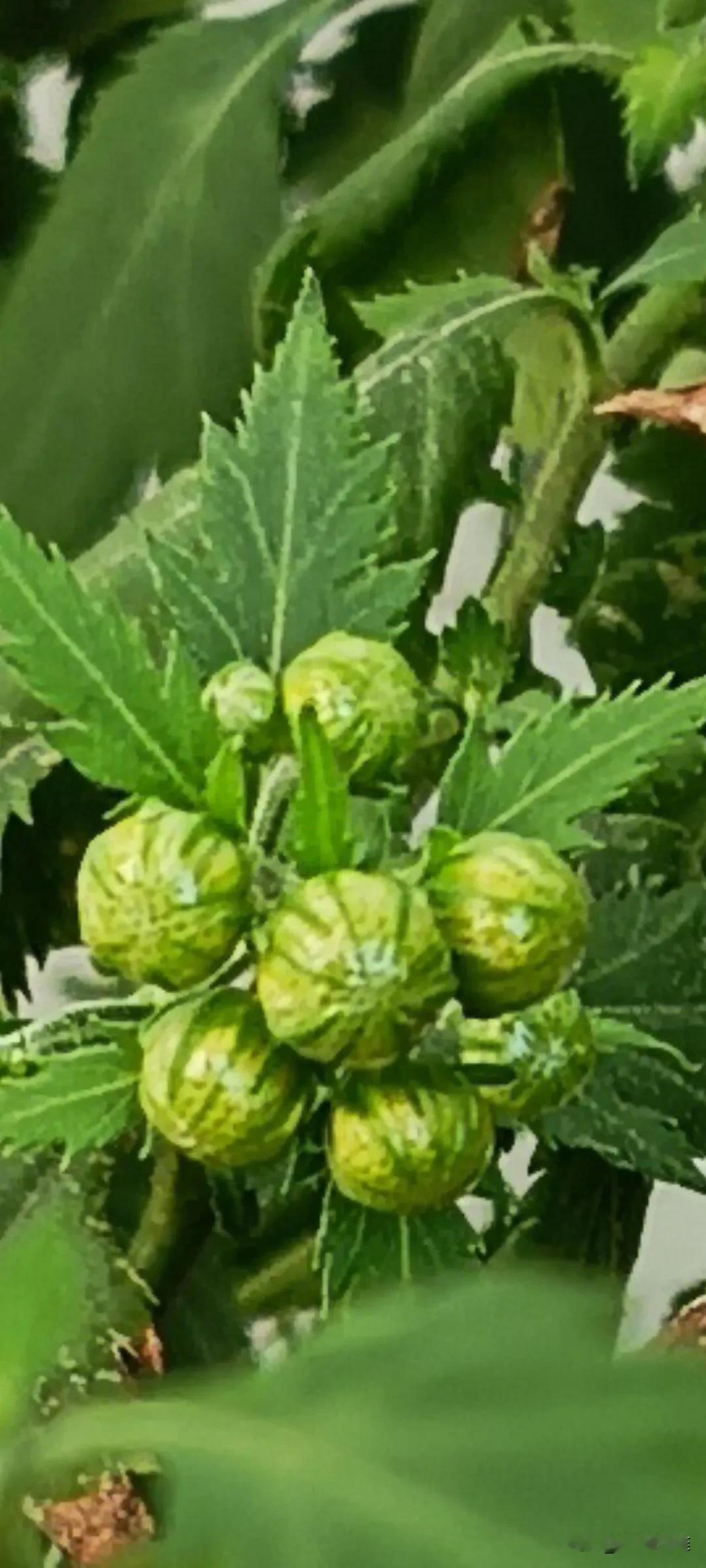 #能否分享一下你拍摄的菊花照片#


      花蕾饱满，花朵馥郁。