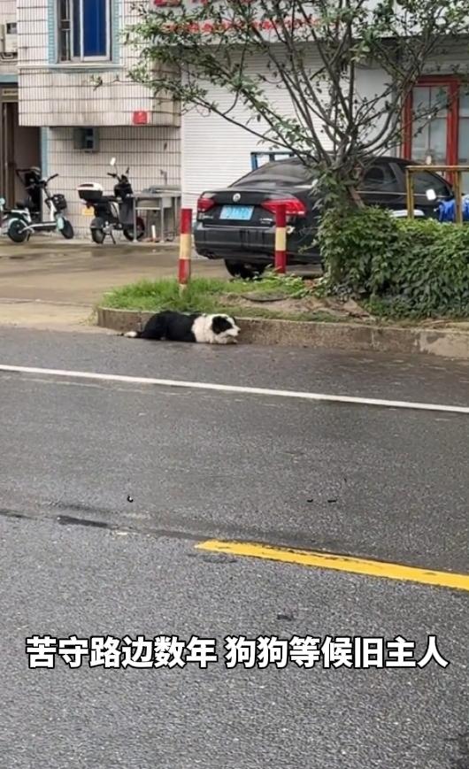 破防全网！忠犬苦守路边数年，只为等候抛弃自己的主人
 
真的看一次破防一次！世间