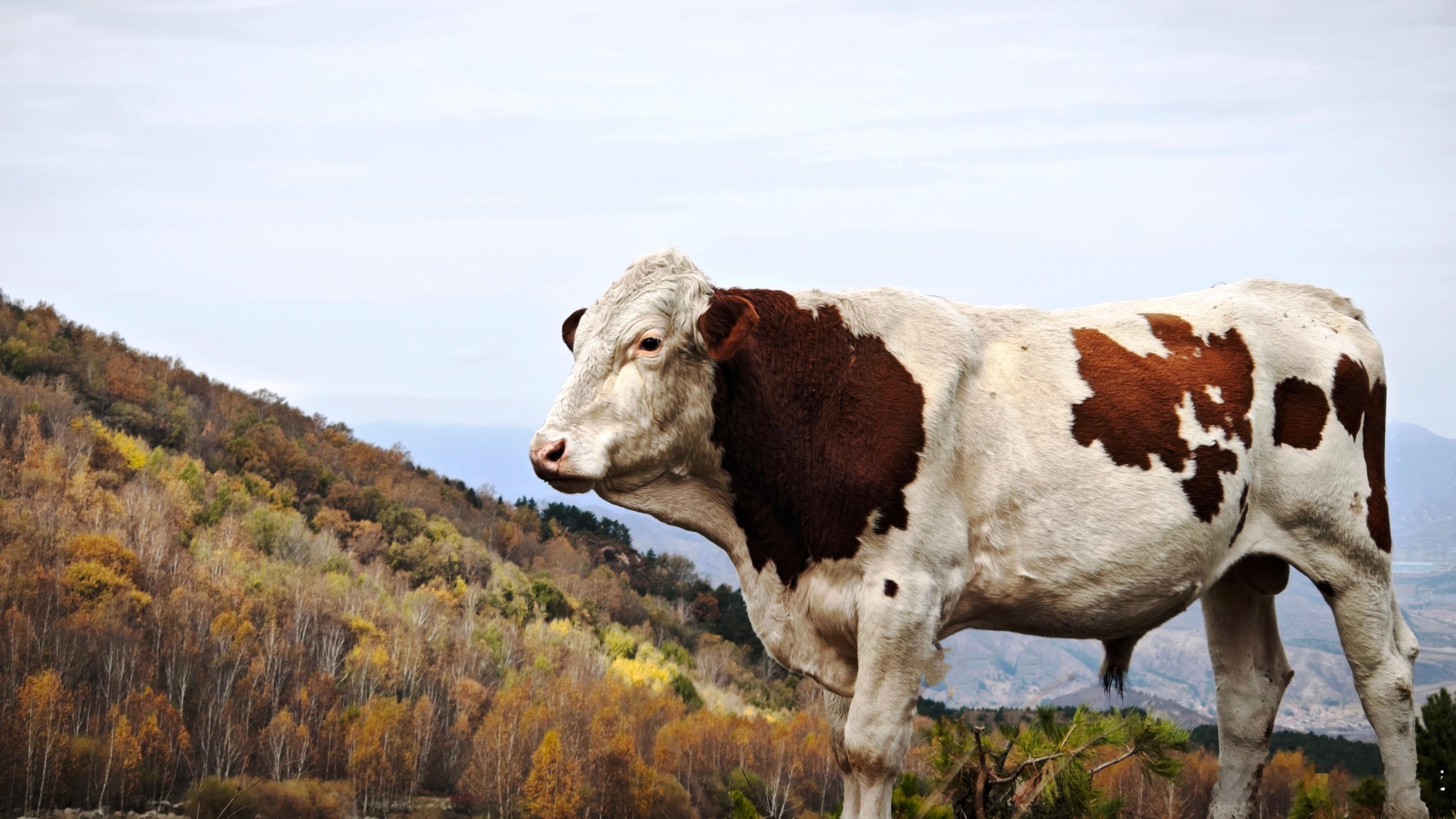 喜欢拍牛🐂📸(^_^)随拍 ​​​