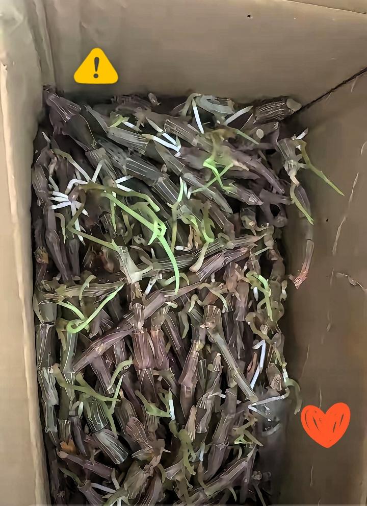 有人说，远嫁是一场未知的奔赴。
 
离开熟悉的故土，告别朝夕相伴的父母，跨越几百