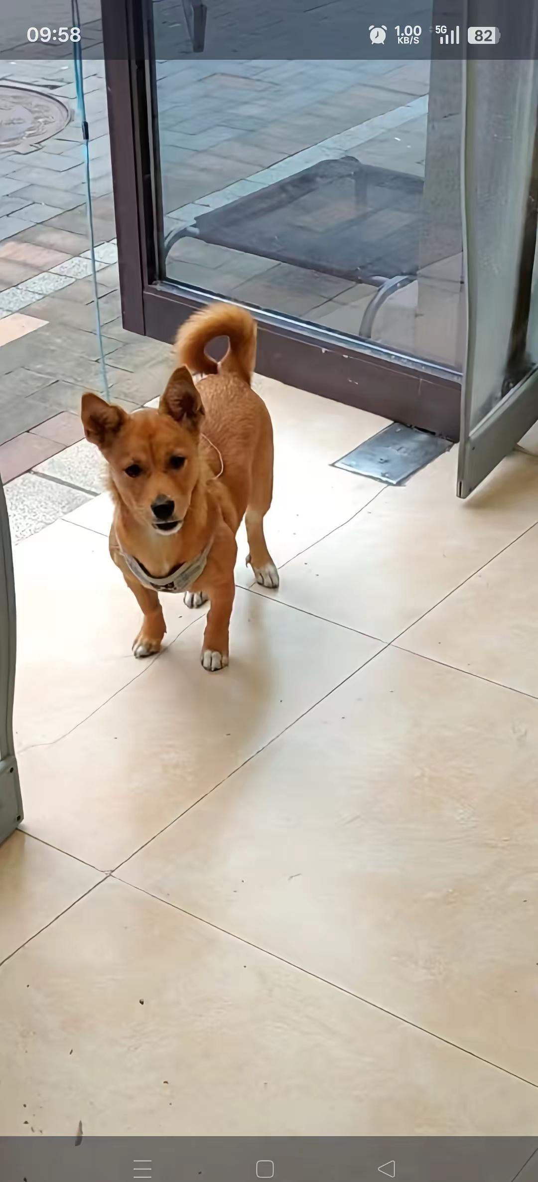 姓名:蛋黄，于3月12号上午8.30左右在北斗星城88栋附近走丢，希望看到或者捡