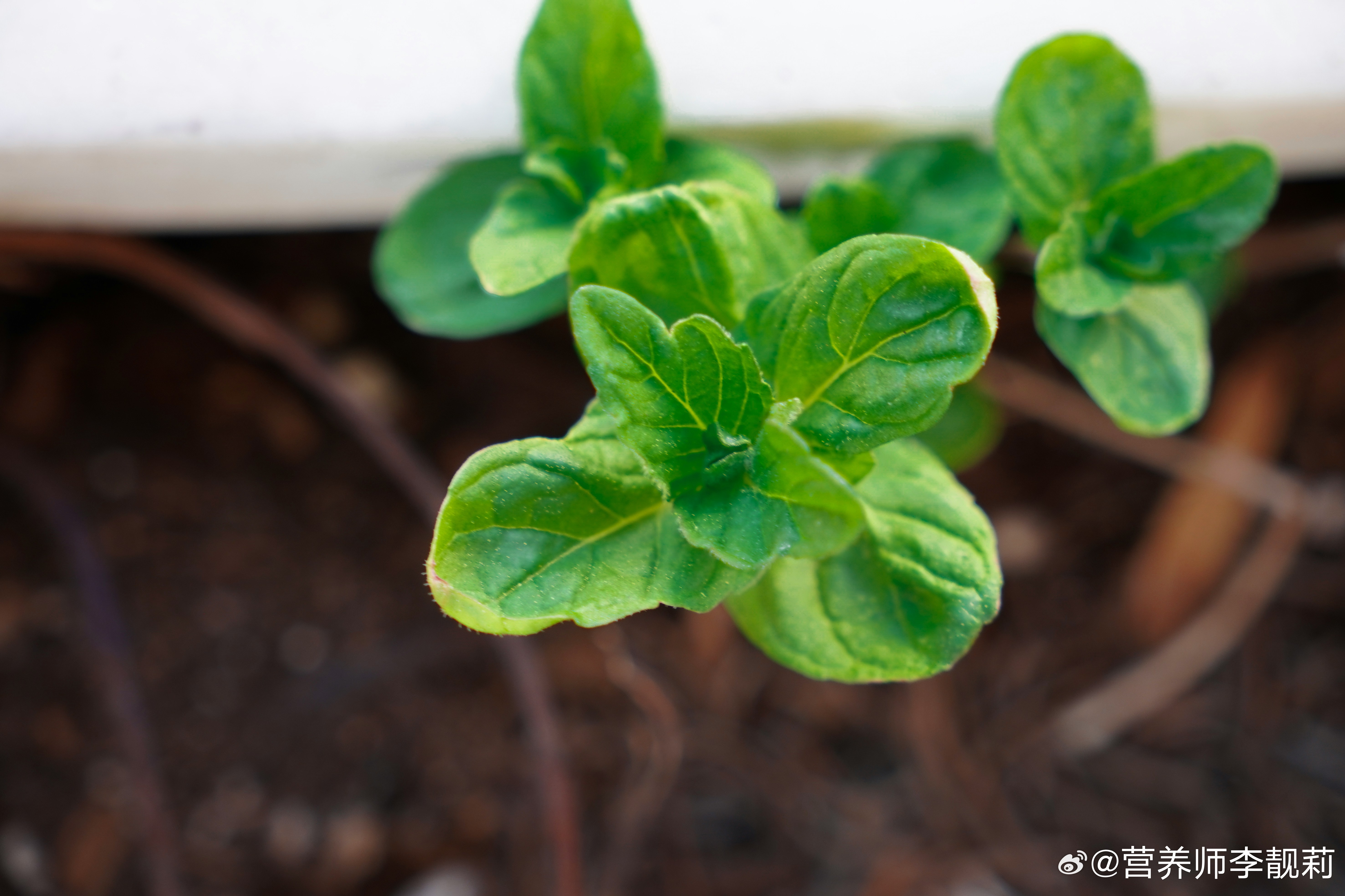 立春啦！🌱一年之计在于春，新的一年开始咯～🌸立春养生为健康开个好头把健康带回