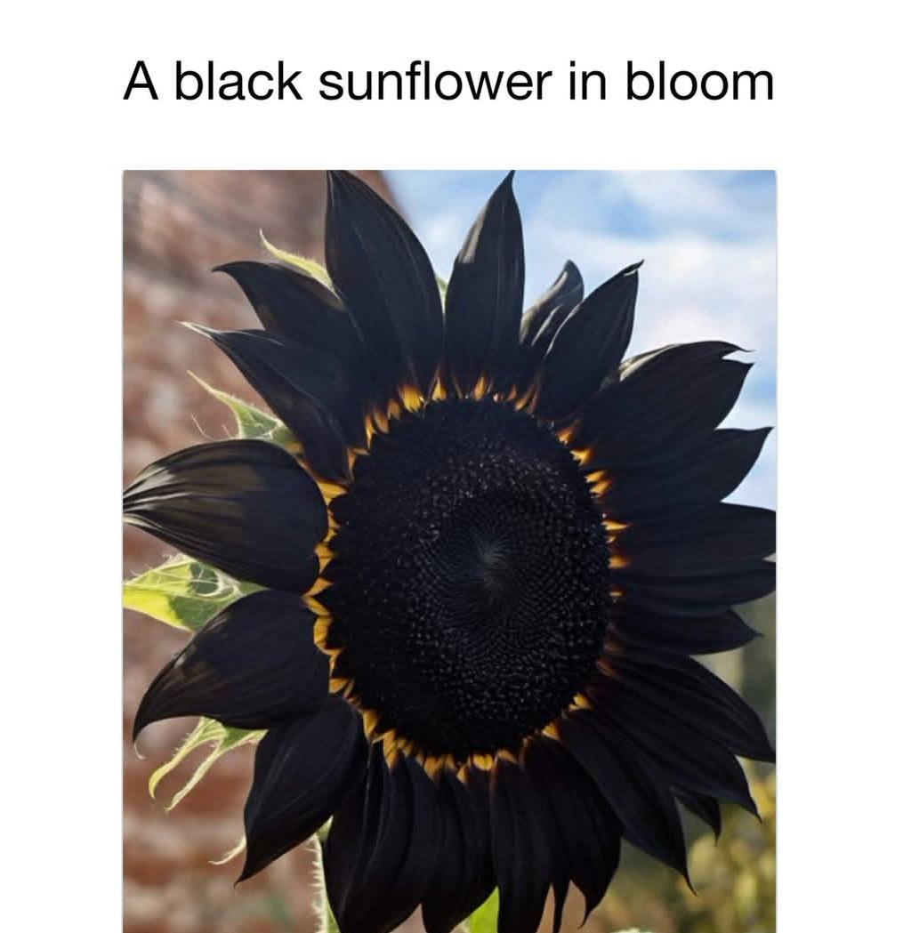 这是一朵罕见的黑色向日葵，花瓣呈深色，与常见的黄色品种对比鲜明。有网友种植过类似