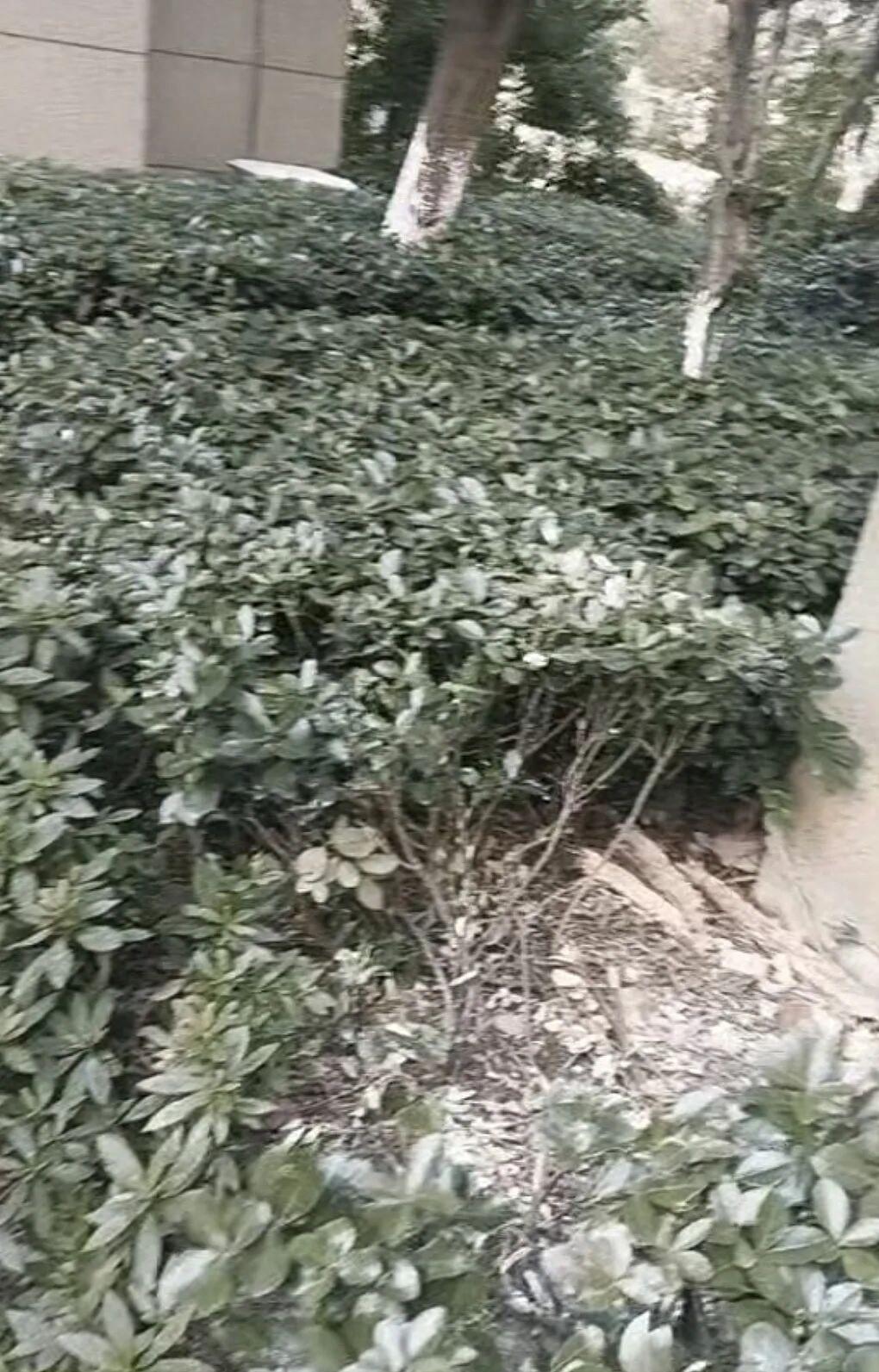 7月12日凌晨4点多，浙江嘉兴一小区内，女孩小怡（化名）从18楼租住屋内坠落。经